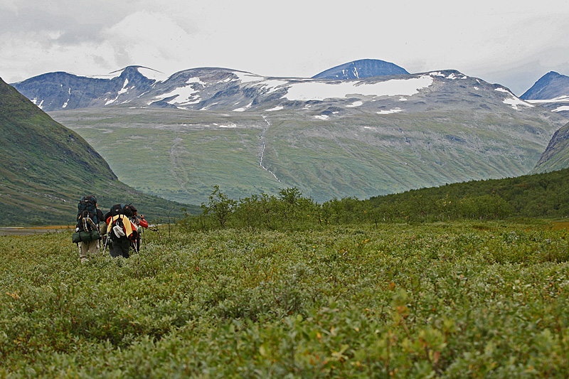 Wildlife Expedition in Sarek National Park, Lapland | The Outdoor Voyage
