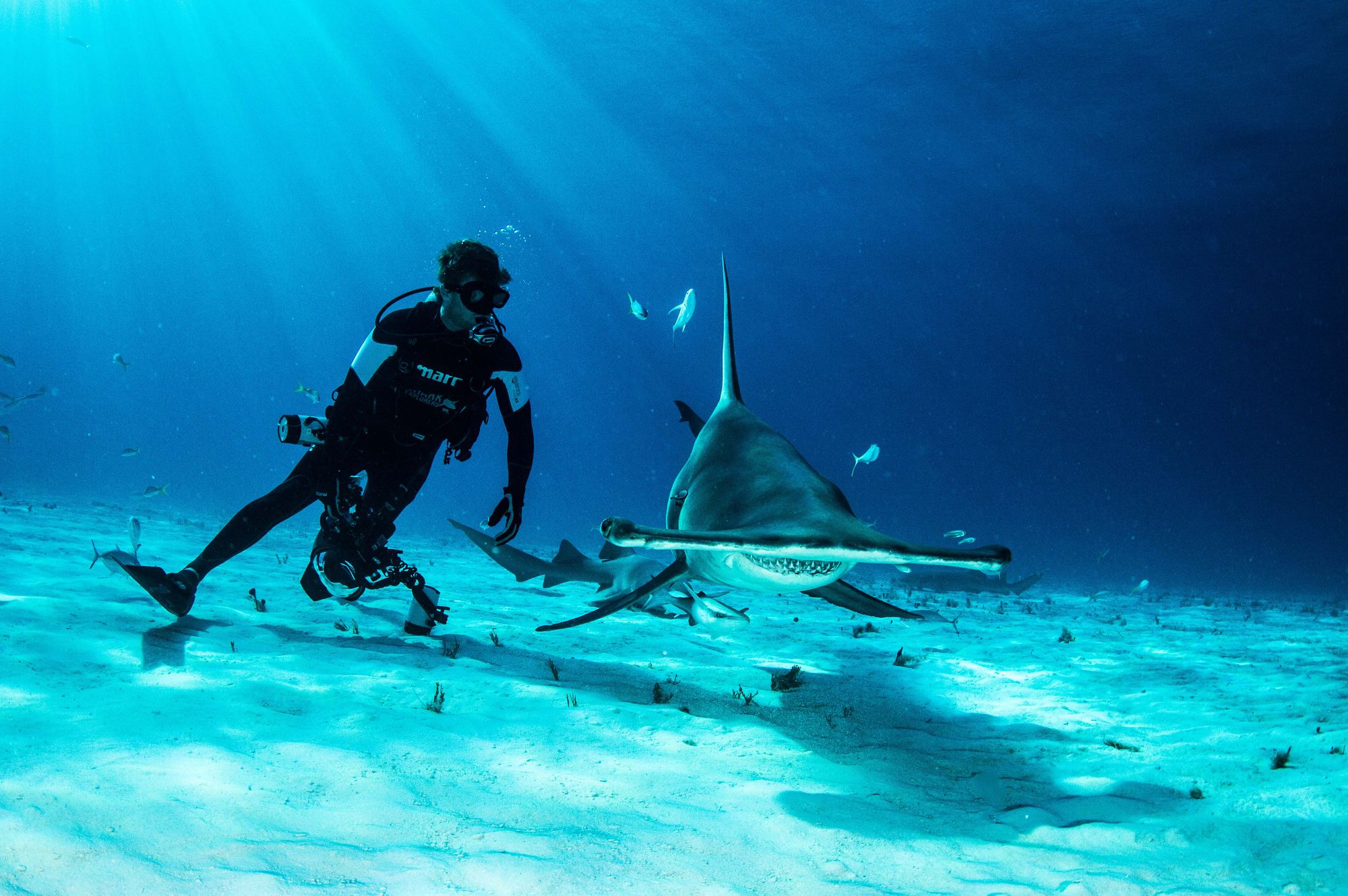 Shark Diving in The Bahamas The Outdoor Voyage