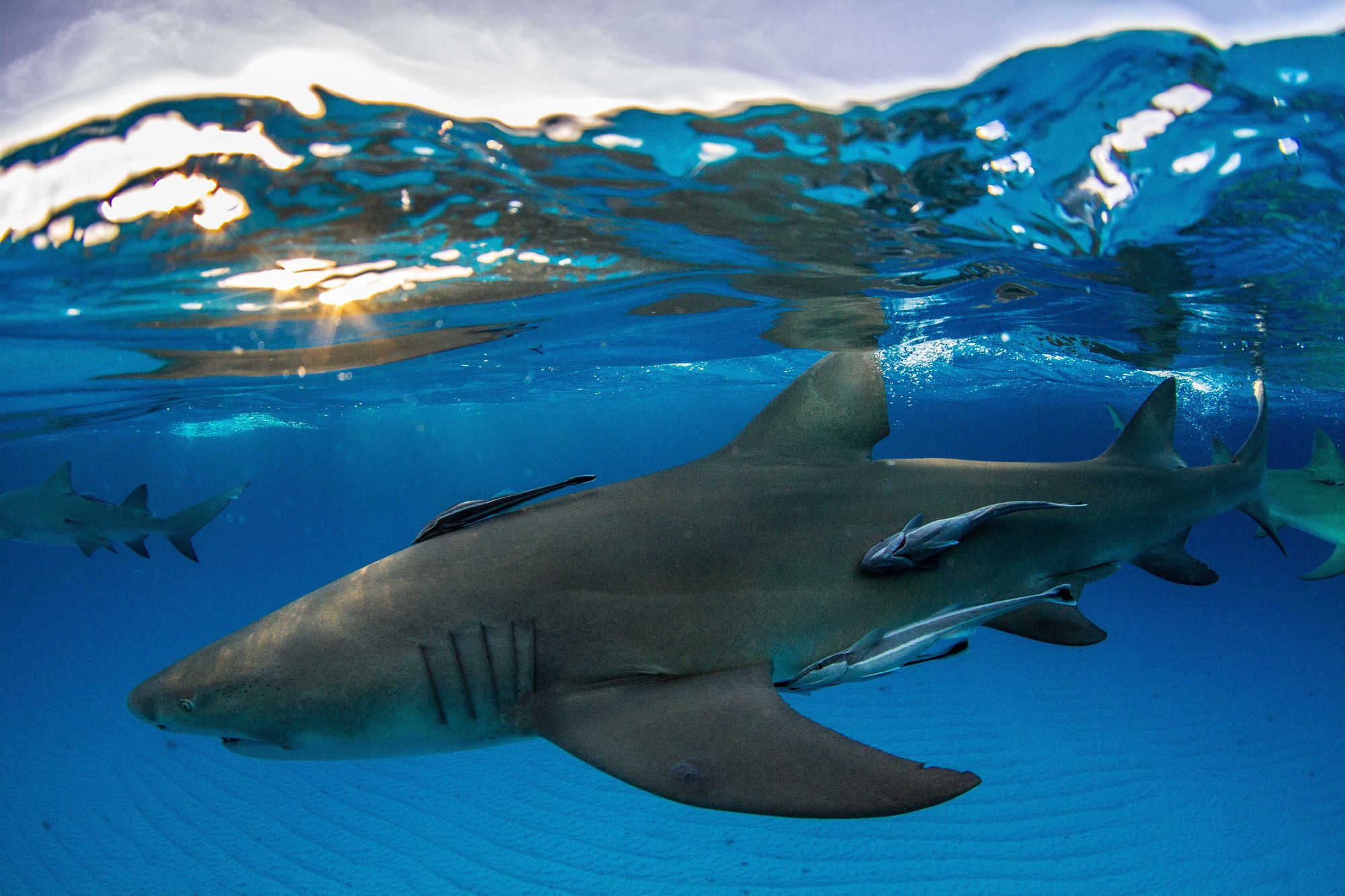 Shark Diving in The Bahamas The Outdoor Voyage